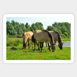 Wild konik horses Sticker